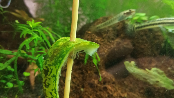 Au bonheur des otocinclus :-)