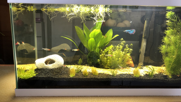 Aquarium eau douce vue de face