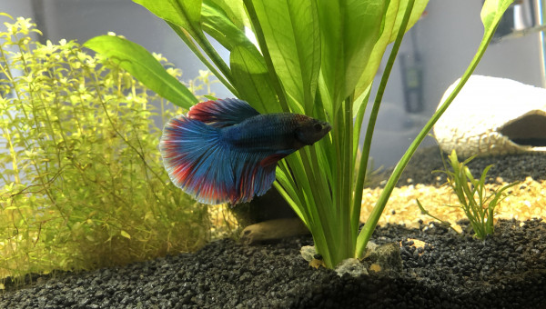 Bob le Betta Splendens