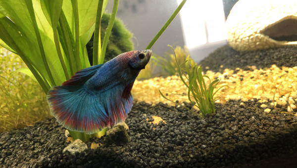 Bob le Betta Splendens