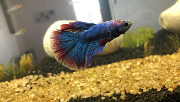 Bob le Betta Splendens