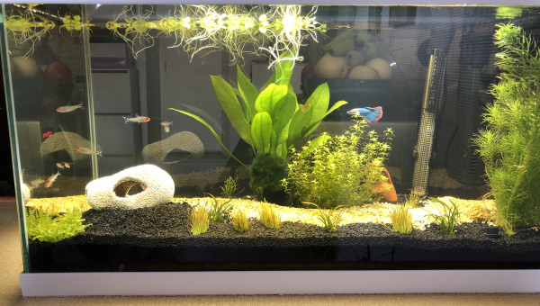 Aquarium eau douce vue de face