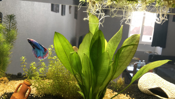 Aquarium eau douce vue de derrière + Bob