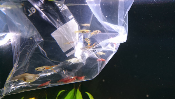 Introduction batch #1