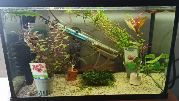 Plantes porteuses d'oeufs de Sterbaï