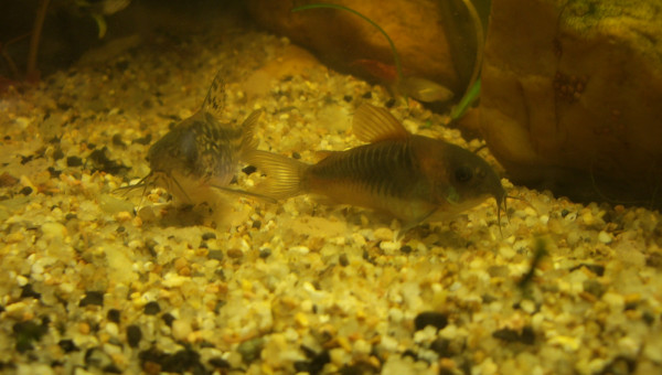 c'est l'amour à la plage