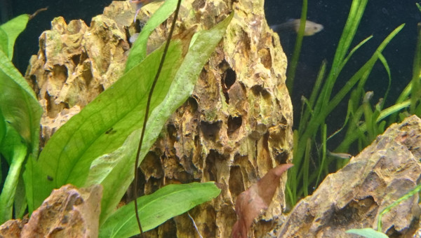 Suivi Nymphaea Lotus Zenkiri #1