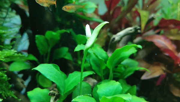 Ma première fleur d'anubia