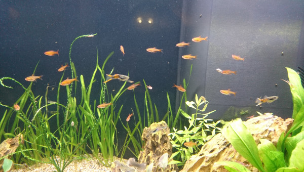 Complétion du banc de Tetra Amande