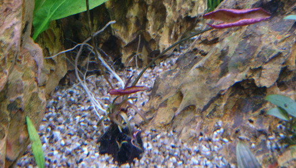 Suivi Nymphaea Lotus Zenkiri #2