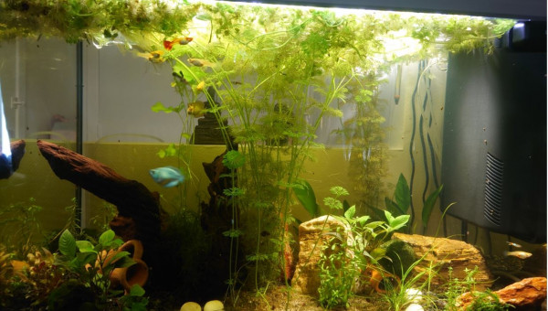 Incident + Pic de nitrites à 0.5