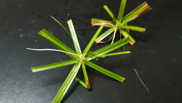 Boutures? J'ai dit bouture ?