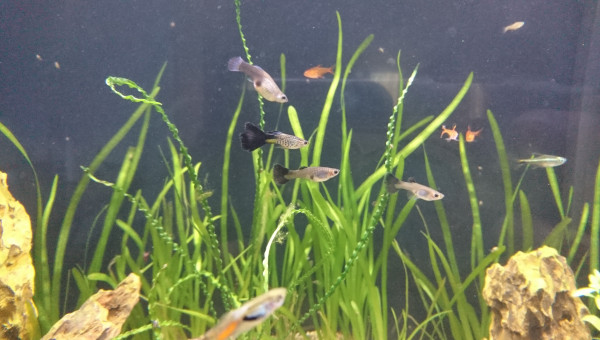 Arrivée des Blue Snakeskin