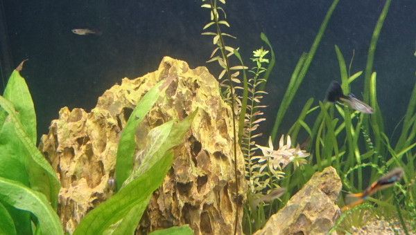 Suivi Nymphaea Lotus Zenkiri #3