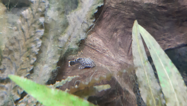 Petit ancistrus deviendra grand