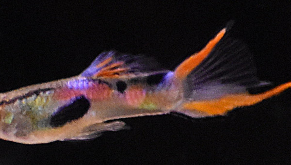 Guppy endler épée basse