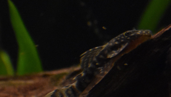 Ancistrus temminckii