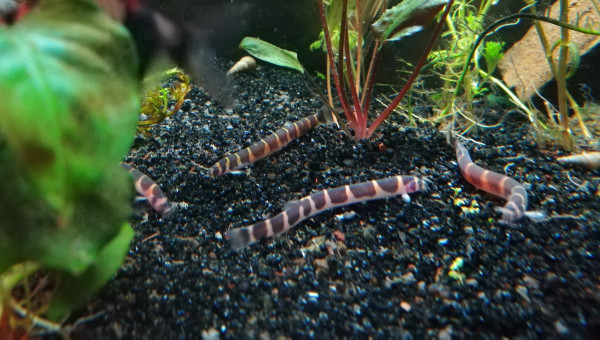 Oui, j'aime les kuhlis