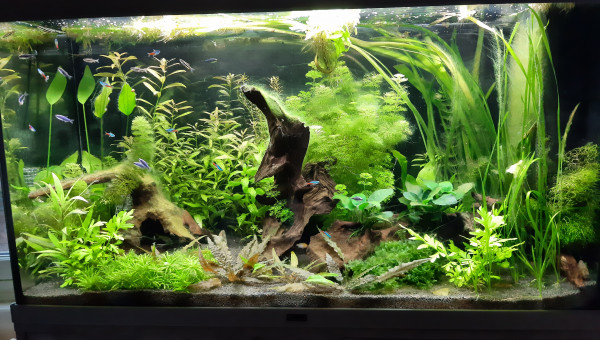 Aquarium de salon : on fête les 2 mois