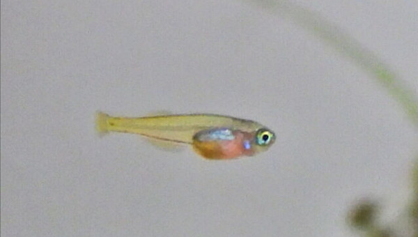 Petit têtard devient un petit poisson