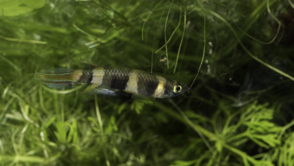 Pseudepiplatys annulatus