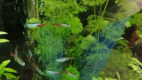 Nouveaux arrivants agrandir le ban