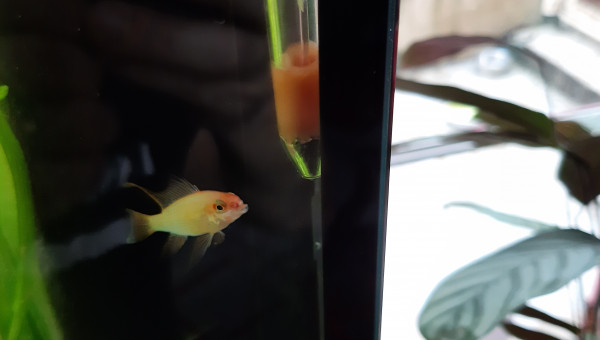 Aquarium de salon : Ramirezi malade