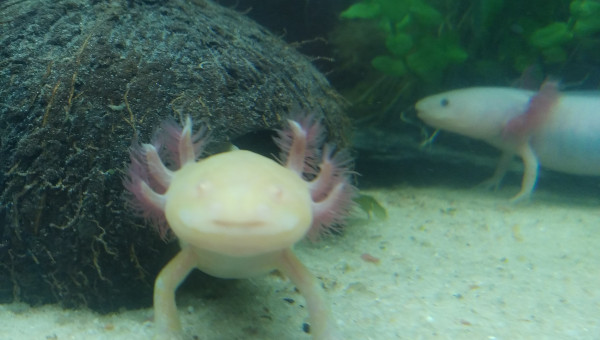 Yoshi après son repas.