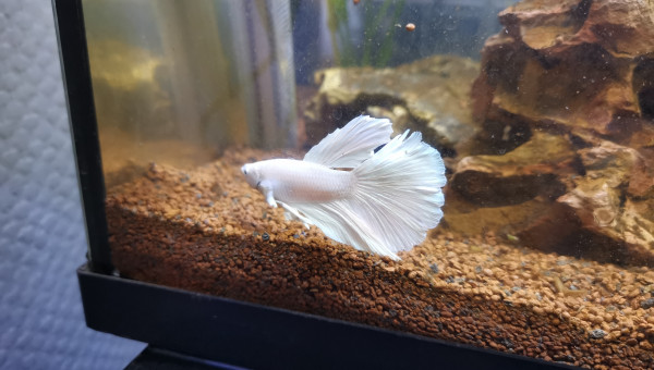 Half-moon pure white