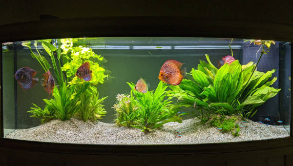 Action nettoyage  après une poussée d'algues