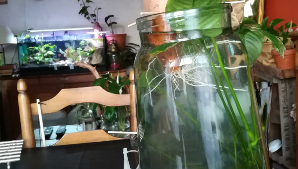 Les daphnies changent d'appartement.