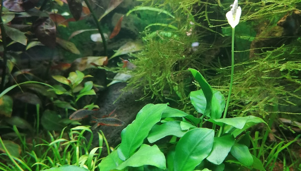 Floraison de mon Anubias Nana