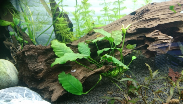 Ils sont arrivés :)