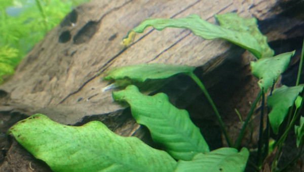 Ils sont arrivés :)