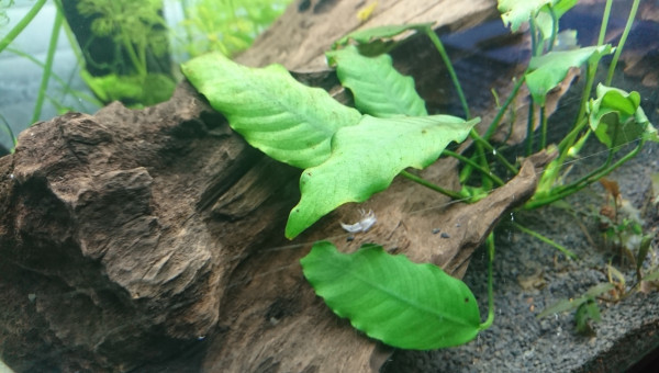 Ils sont arrivés :)