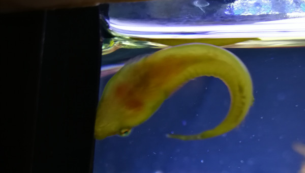 Poisson porte écuelle