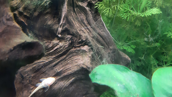 Aquarium de salon : le gold, c'est joli aussi