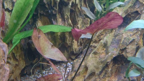 Suivi Nymphaea Lotus Zenkiri #4