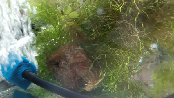 Aquarium de salon : première ponte