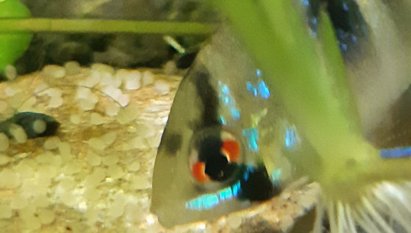 Aquarium de salon : première ponte