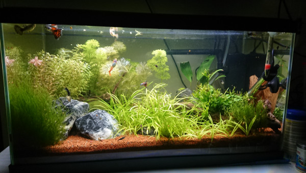 Ciano Aquarium 60 LED