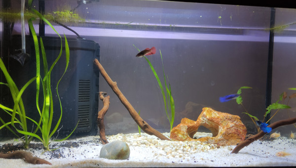 60 litres (leddy 60)