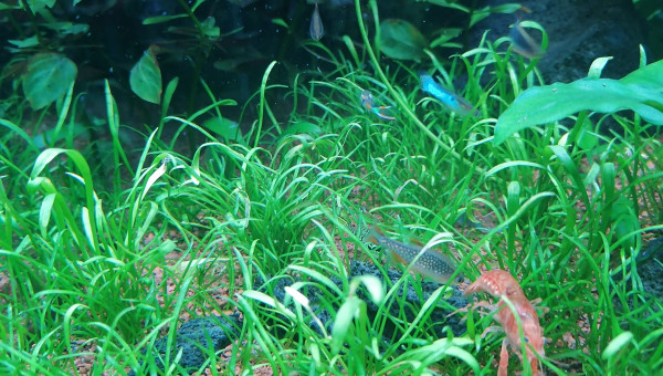 Ajout de ma cambarellus