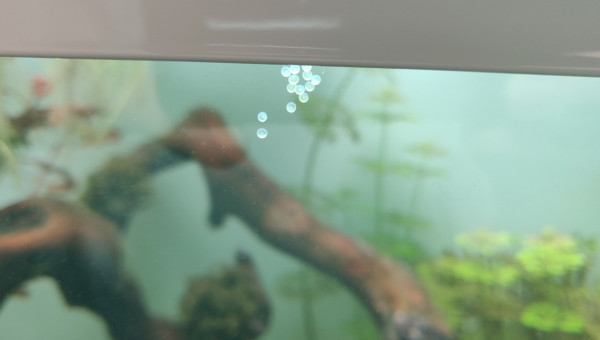 Petit cadeau laissé par nos Corydoras