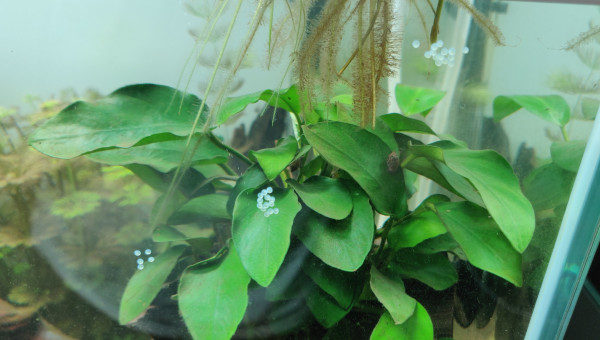 Petit cadeau laissé par nos Corydoras