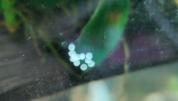 Petit cadeau laissé par nos Corydoras