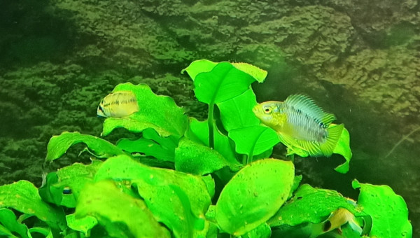 Apistogramma Borelli
