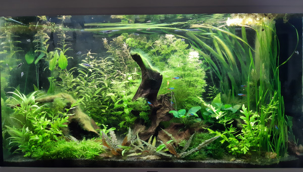 Aquarium de salon : pour le plaisir