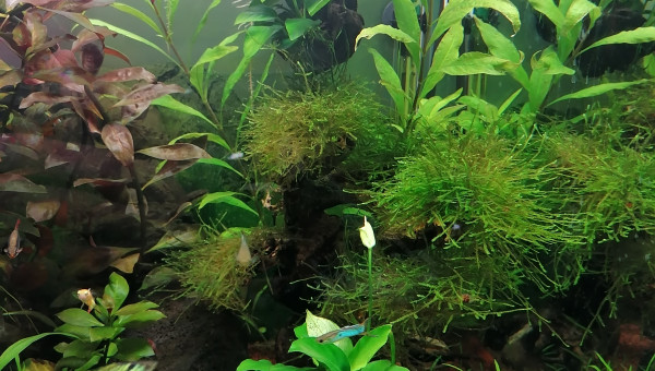 Deuxième fleurs sur l'autre anubias