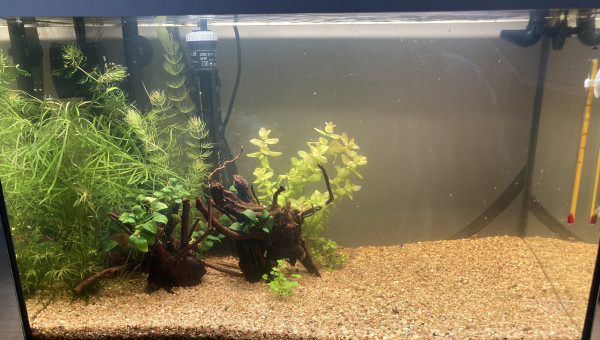 Aquarium avant poisson